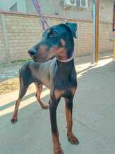 GUIDO, Hund, Dobermann in Ungarn - Bild 9