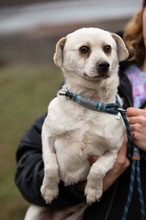 RIGJANCSI, Hund, Mischlingshund in Ungarn - Bild 1