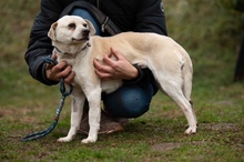 RIGJANCSI, Hund, Mischlingshund in Ungarn - Bild 10