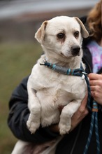 RIGJANCSI, Hund, Mischlingshund in Ungarn - Bild 2