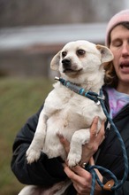 RIGJANCSI, Hund, Mischlingshund in Ungarn - Bild 3