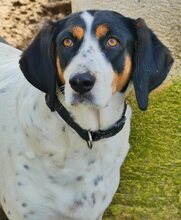 COCO, Hund, Mischlingshund in Griechenland - Bild 10