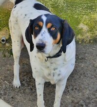 COCO, Hund, Mischlingshund in Griechenland - Bild 5