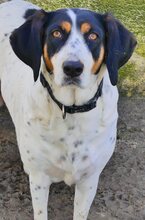 COCO, Hund, Mischlingshund in Griechenland - Bild 6