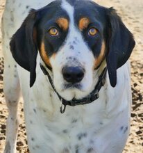 COCO, Hund, Mischlingshund in Griechenland - Bild 7