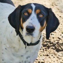 COCO, Hund, Mischlingshund in Griechenland - Bild 8