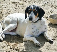 COCO, Hund, Mischlingshund in Griechenland - Bild 9