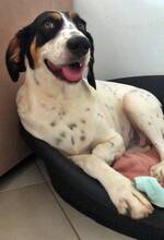 COCO, Hund, Mischlingshund in Wesel - Bild 1