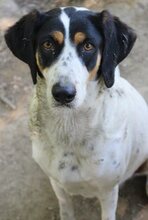 COCO, Hund, Mischlingshund in Wesel - Bild 11