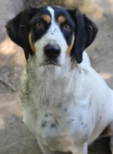 COCO, Hund, Mischlingshund in Wesel - Bild 12