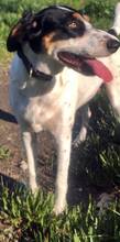 COCO, Hund, Mischlingshund in Wesel - Bild 2