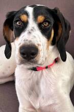 COCO, Hund, Mischlingshund in Wesel - Bild 3