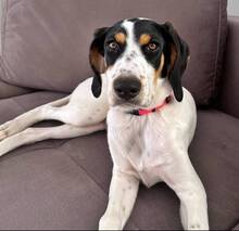 COCO, Hund, Mischlingshund in Wesel - Bild 4