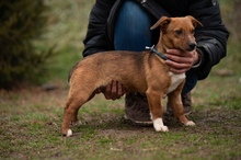 PARITTYA, Hund, Mischlingshund in Ungarn - Bild 1