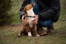 PARITTYA, Hund, Mischlingshund in Ungarn - Bild 10