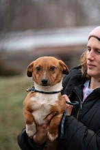 PARITTYA, Hund, Mischlingshund in Ungarn - Bild 2