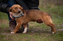 PARITTYA, Hund, Mischlingshund in Ungarn - Bild 3