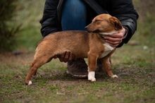 PARITTYA, Hund, Mischlingshund in Ungarn - Bild 5