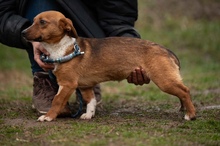 PARITTYA, Hund, Mischlingshund in Ungarn - Bild 7