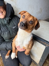 PARITTYA, Hund, Mischlingshund in Bad Wünnenberg