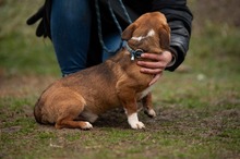 PARITTYA, Hund, Mischlingshund in Bad Wünnenberg - Bild 15