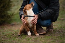 PARITTYA, Hund, Mischlingshund in Bad Wünnenberg - Bild 16