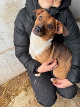 PARITTYA, Hund, Mischlingshund in Bad Wünnenberg - Bild 4