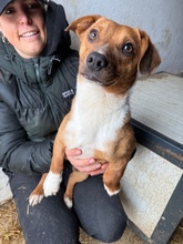 PARITTYA, Hund, Mischlingshund in Bad Wünnenberg - Bild 5