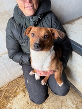 PARITTYA, Hund, Mischlingshund in Bad Wünnenberg - Bild 6