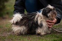 WINKY, Hund, Shih Tzu in Ungarn - Bild 1