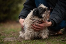 WINKY, Hund, Shih Tzu in Ungarn - Bild 10