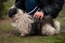 WINKY, Hund, Shih Tzu in Ungarn - Bild 2