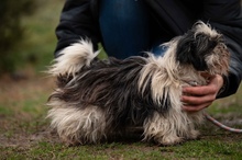 WINKY, Hund, Shih Tzu in Ungarn - Bild 3