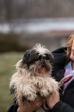 WINKY, Hund, Shih Tzu in Ungarn - Bild 4