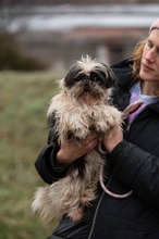 WINKY, Hund, Shih Tzu in Ungarn - Bild 6