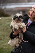 WINKY, Hund, Shih Tzu in Ungarn - Bild 7