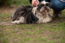 WINKY, Hund, Shih Tzu in Ungarn - Bild 8