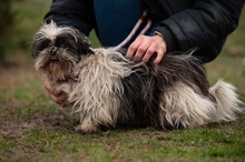 WINKY, Hund, Shih Tzu in Ungarn - Bild 9