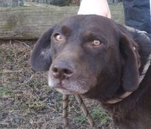 BONNIE, Hund, Mini-Labrador-Mischling in Slowakische Republik - Bild 1