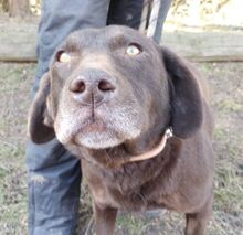 BONNIE, Hund, Mini-Labrador-Mischling in Slowakische Republik - Bild 3