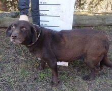 BONNIE, Hund, Mini-Labrador-Mischling in Slowakische Republik - Bild 4