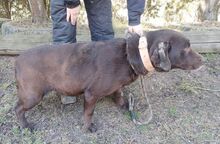 BONNIE, Hund, Mini-Labrador-Mischling in Slowakische Republik - Bild 5