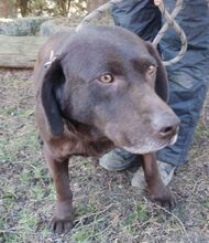 BONNIE, Hund, Mini-Labrador-Mischling in Slowakische Republik - Bild 6