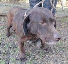 BONNIE, Hund, Mini-Labrador-Mischling in Slowakische Republik - Bild 8