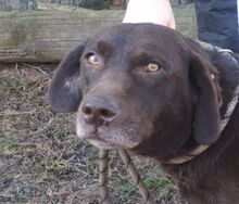 BONNIE, Hund, Mini Labrador-Mix in Völklingen - Bild 1