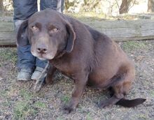 BONNIE, Hund, Mini Labrador-Mix in Völklingen - Bild 2