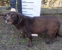 BONNIE, Hund, Mini Labrador-Mix in Völklingen - Bild 4