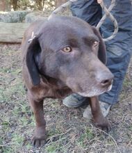 BONNIE, Hund, Mini Labrador-Mix in Völklingen - Bild 6