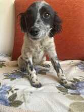 MILLA, Hund, Setter-Mischling in Italien - Bild 1