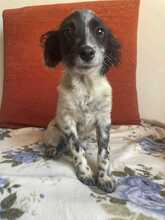 MILLA, Hund, Setter-Mischling in Italien - Bild 2